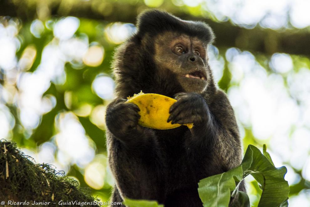 Imagem de um macaco comendo manga.